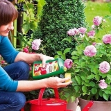 Kako posaditi ružu ljeti u zemlju